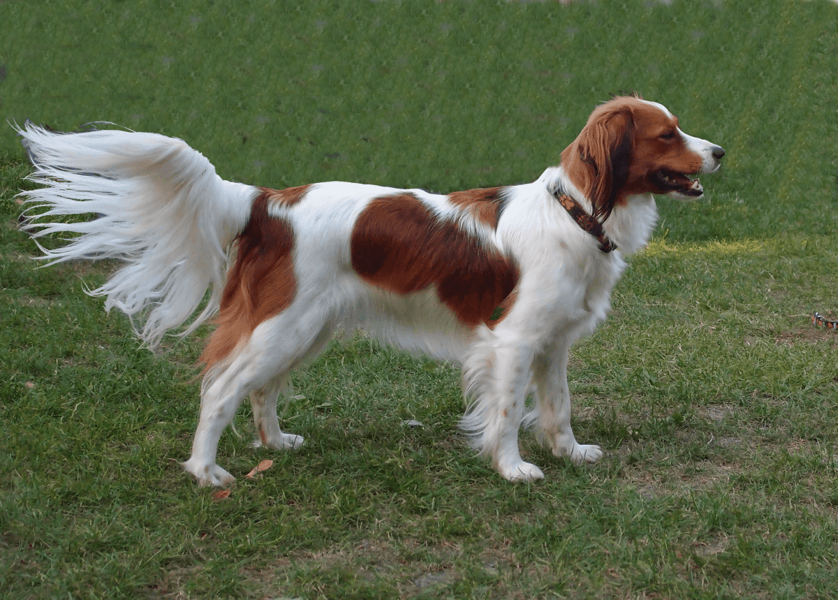 Kooikerhondje Dog Breed Image 14