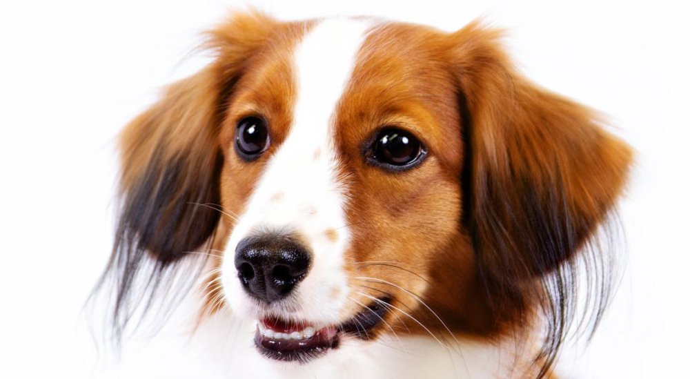 Kooikerhondje Dog Breed Image 18