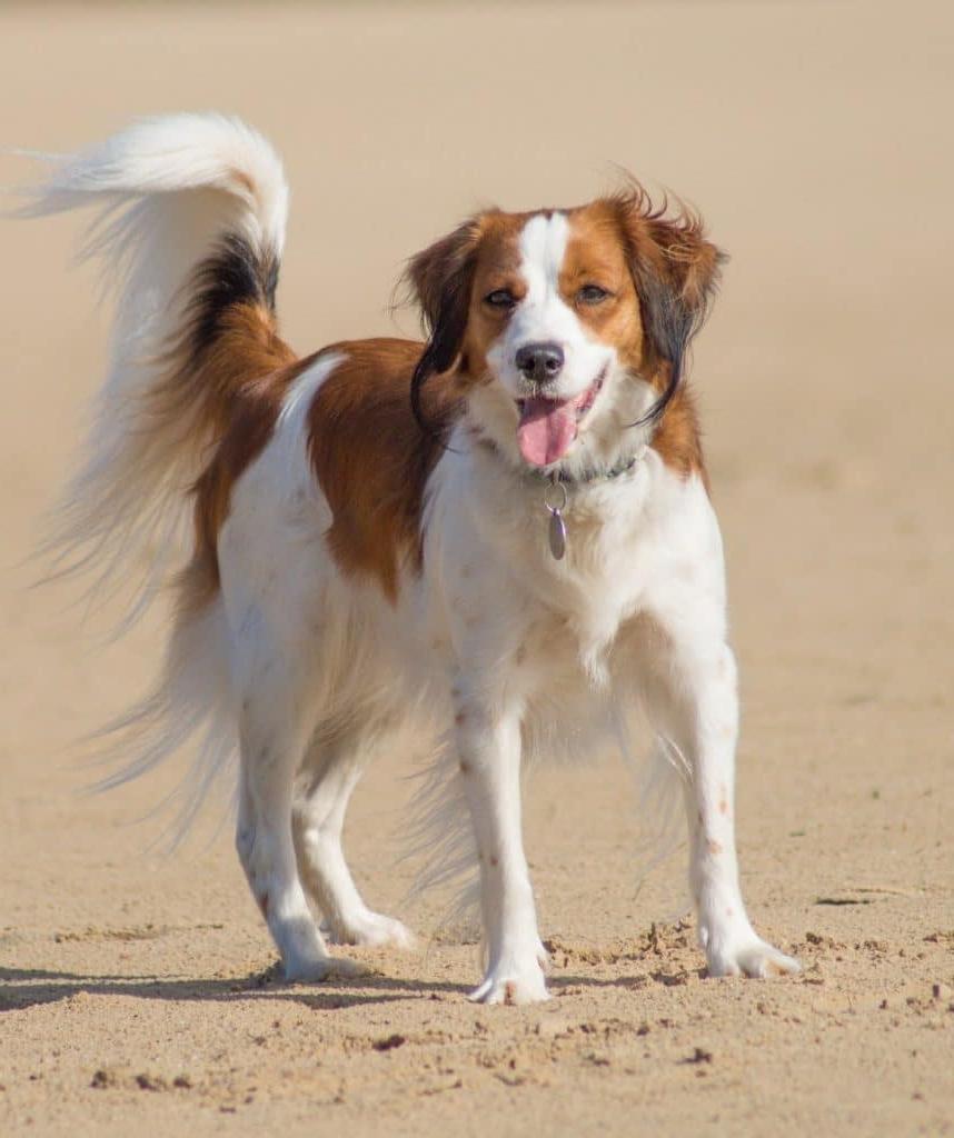 Kooikerhondje Dog Breed Image 19