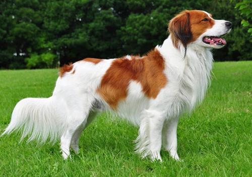 Kooikerhondje Dog Breed Image 3