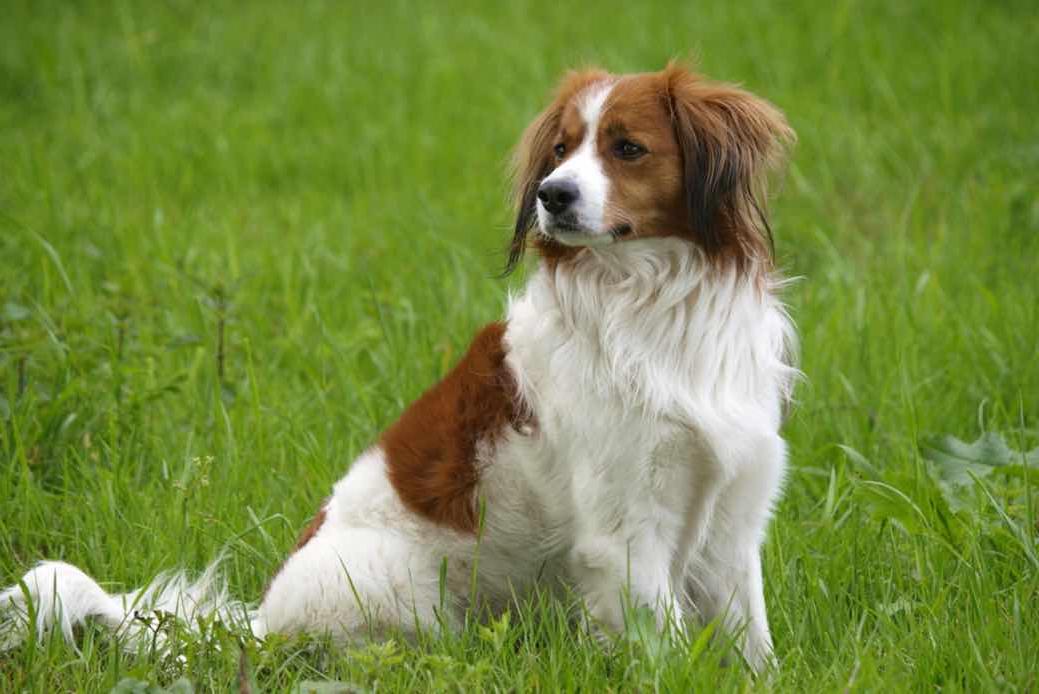 Kooikerhondje Dog Breed Image 5