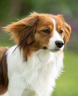 Kooikerhondje Dog Breed Image 6