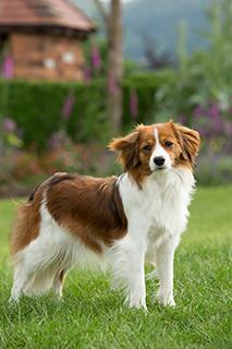 Kooikerhondje Dog Breed Image 7