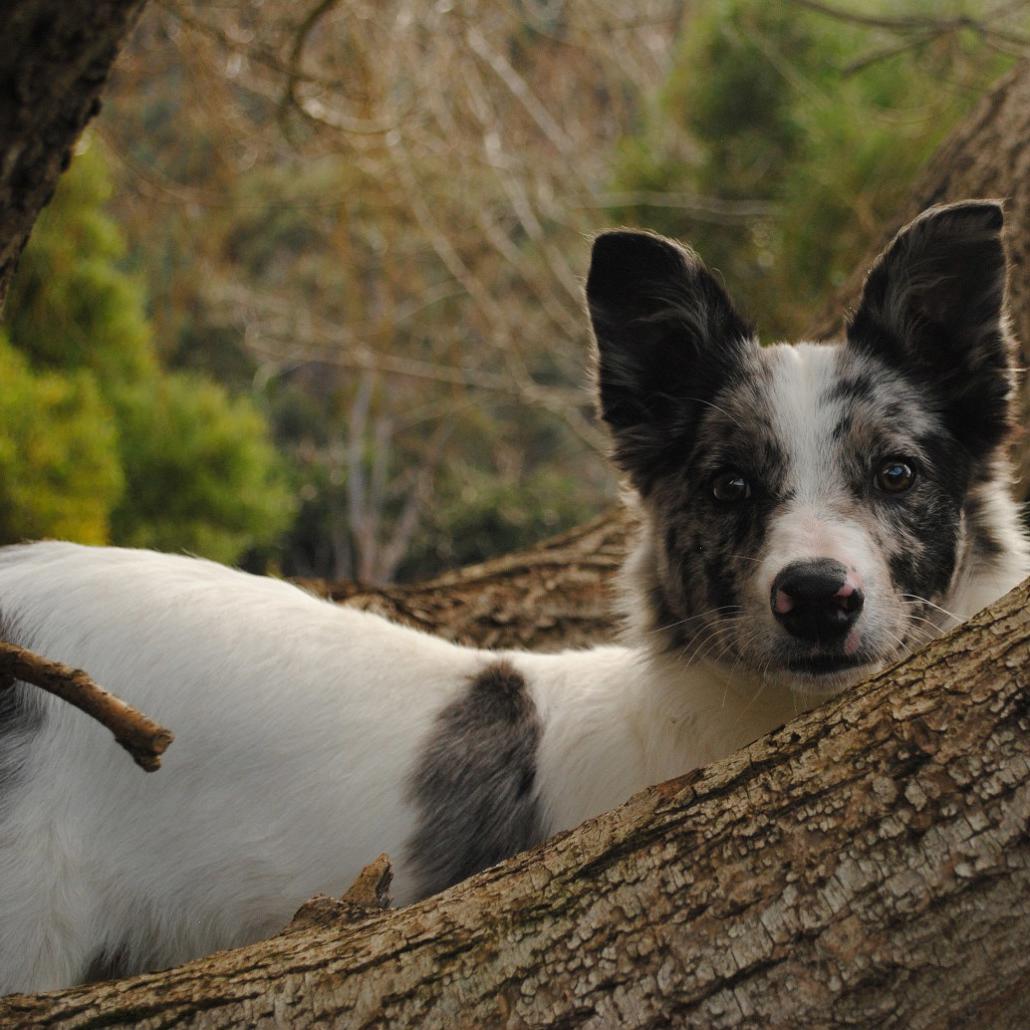 Koolie Dog Breed Image 13