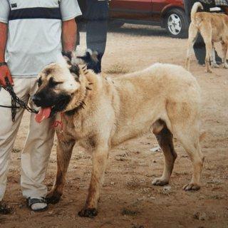 Koyun Dog Breed Image 14