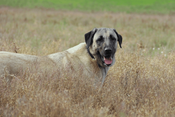 Koyun Dog Breed Image 9