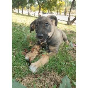 Kuchi Dog Breed Image 15