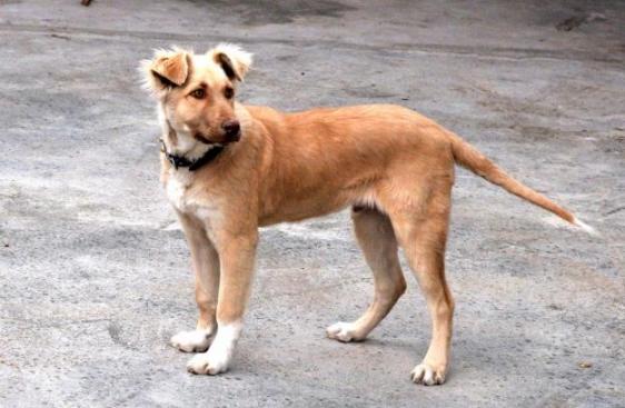 Kuchi Dog Breed Image 4