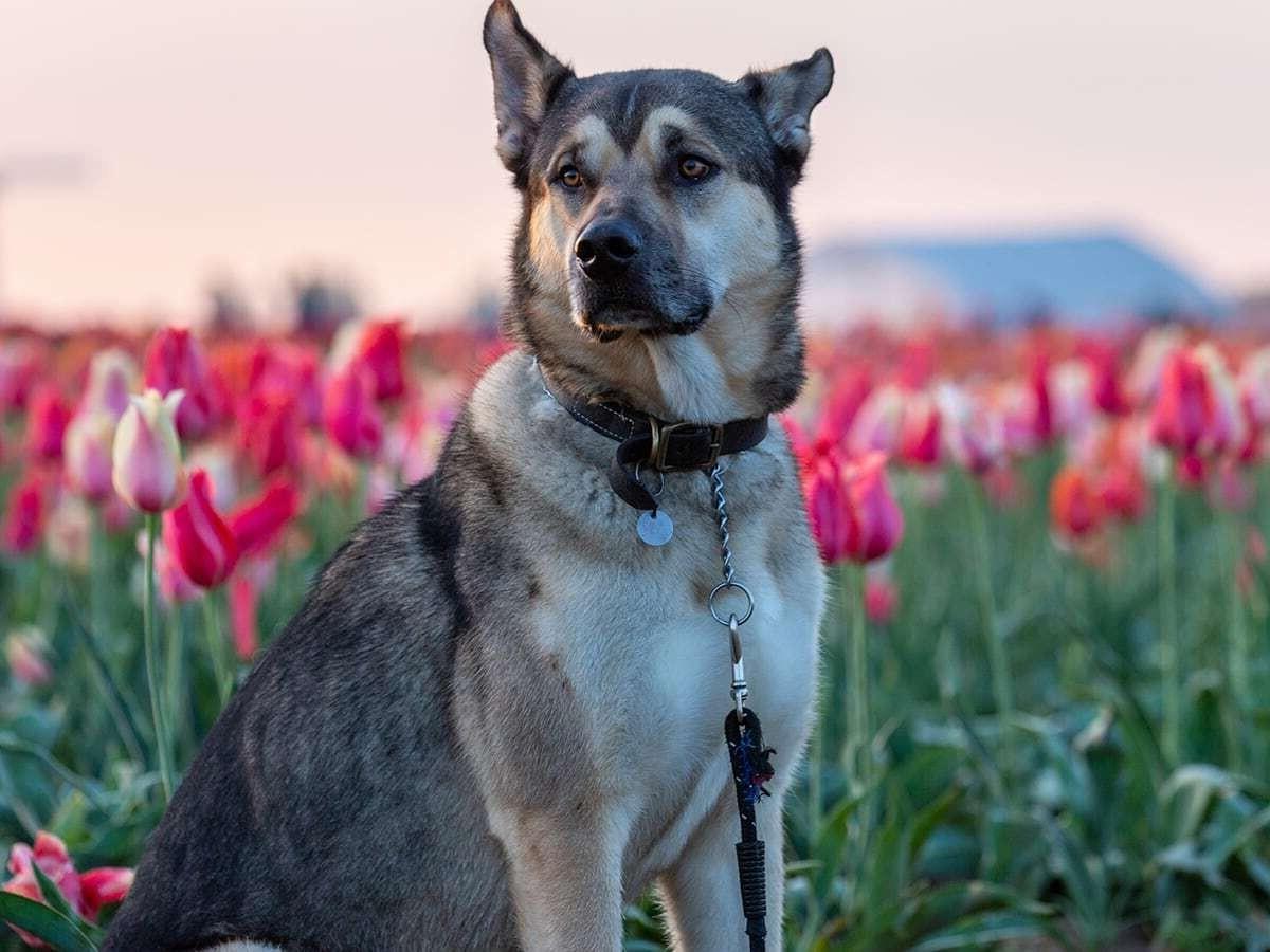 Kunming Dog Breed Image 18