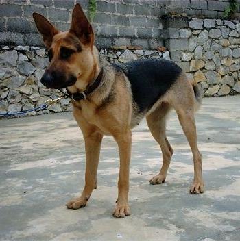 Kunming Dog Breed Image 2