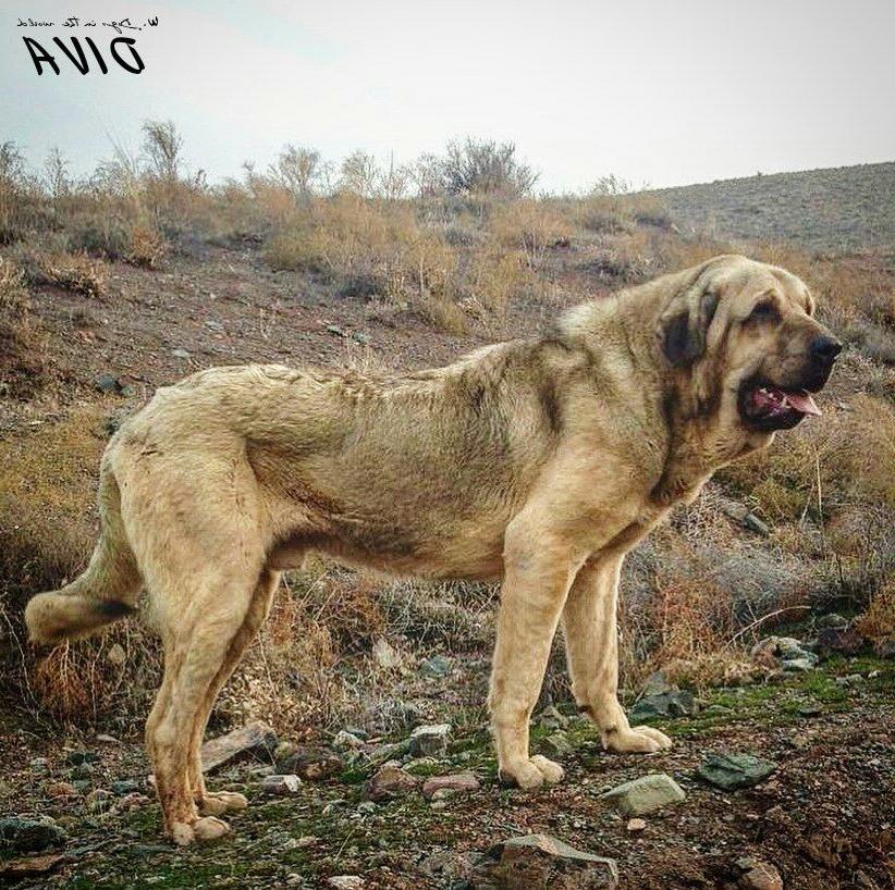 Kurdish Mastiff Dog Breed Image 16