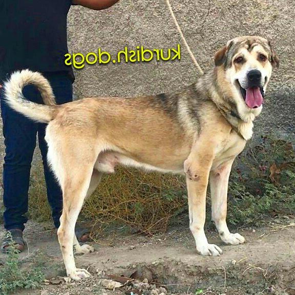 Kurdish Mastiff Dog Breed Image 17