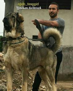 Kurdish Mastiff Dog Breed Image 18