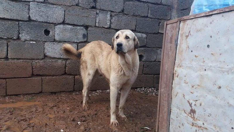 Kurdish Mastiff Dog Breed Image 2