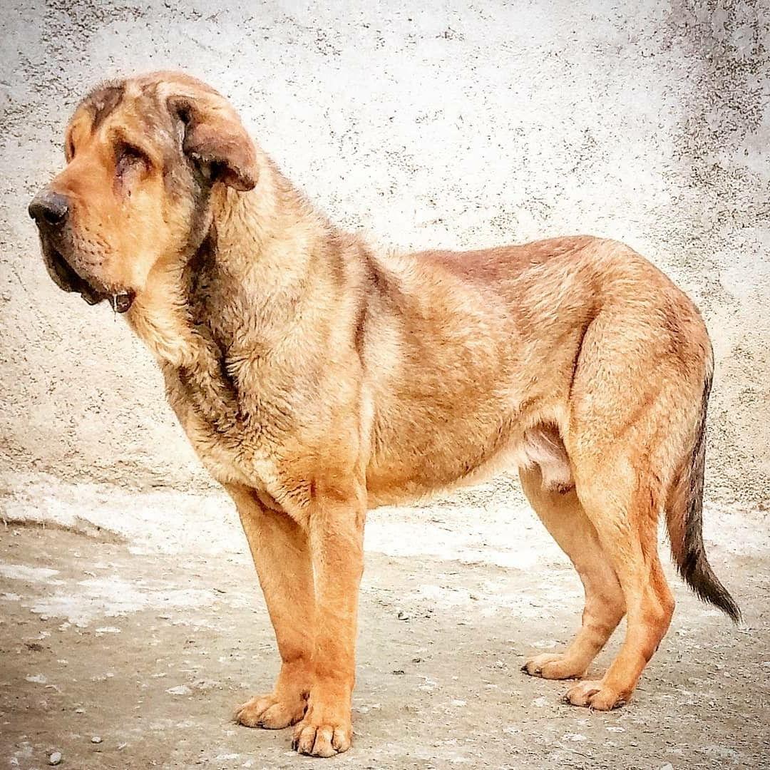 Kurdish Mastiff Dog Breed Image 7