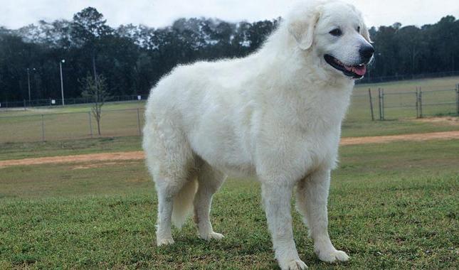 Kuvasz Dog Breed Image 13