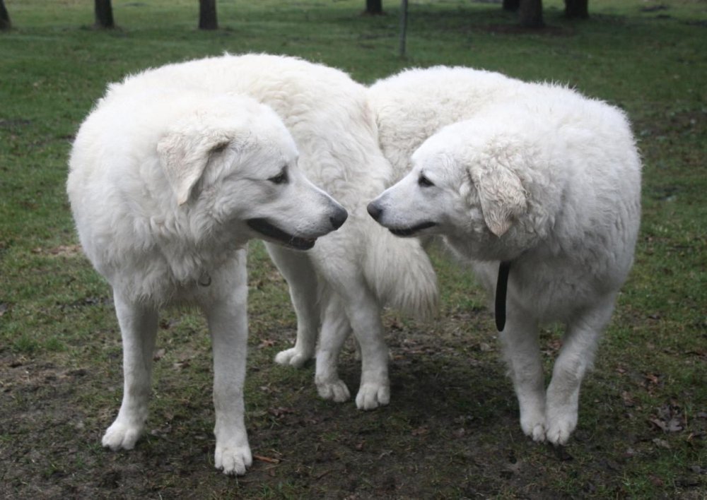 Kuvasz Dog Breed Image 14