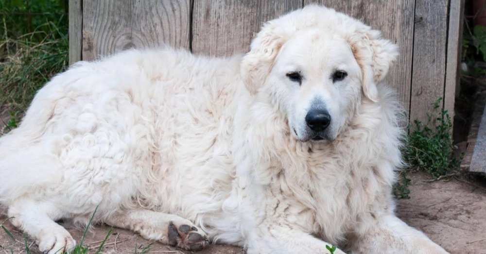 Kuvasz Dog Breed Image 16