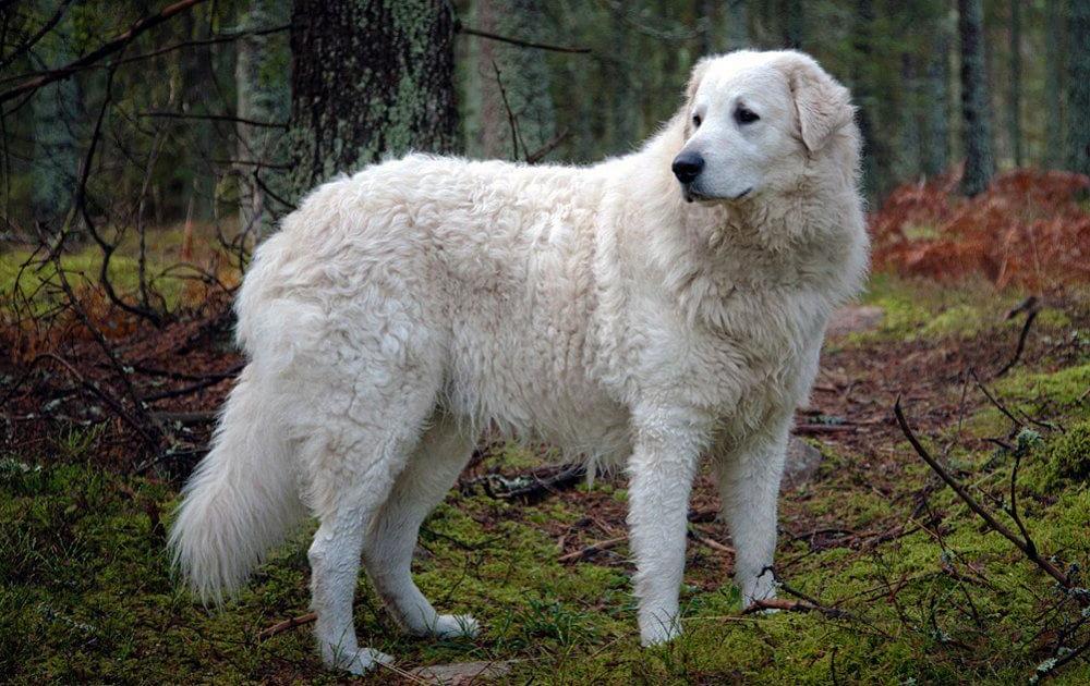 Kuvasz Dog Breed Image 17