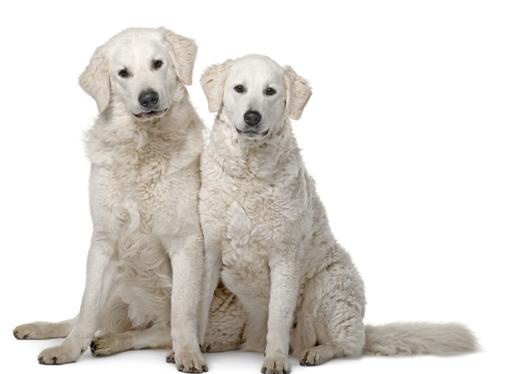 Kuvasz Dog Breed Image 19