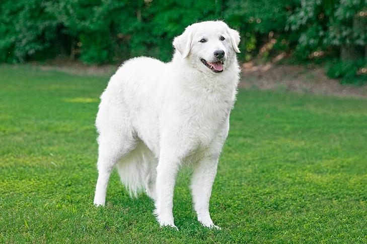 Kuvasz Dog Breed Image 2