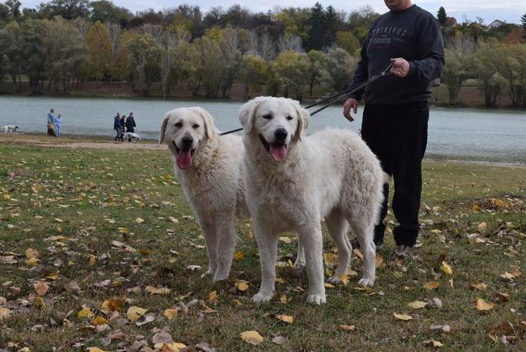 Kuvasz Dog Breed Image 20