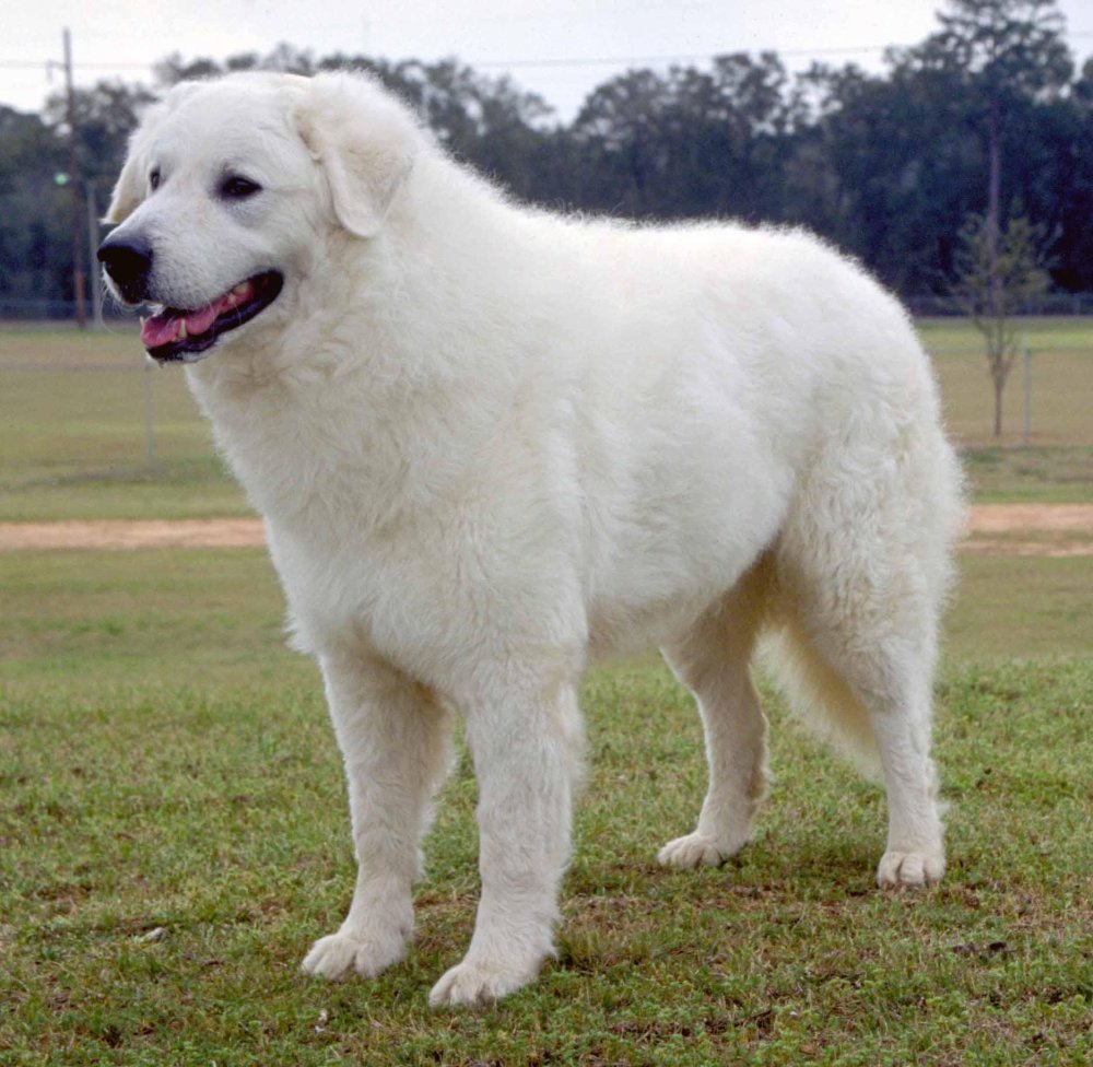 Kuvasz Dog Breed Image 3