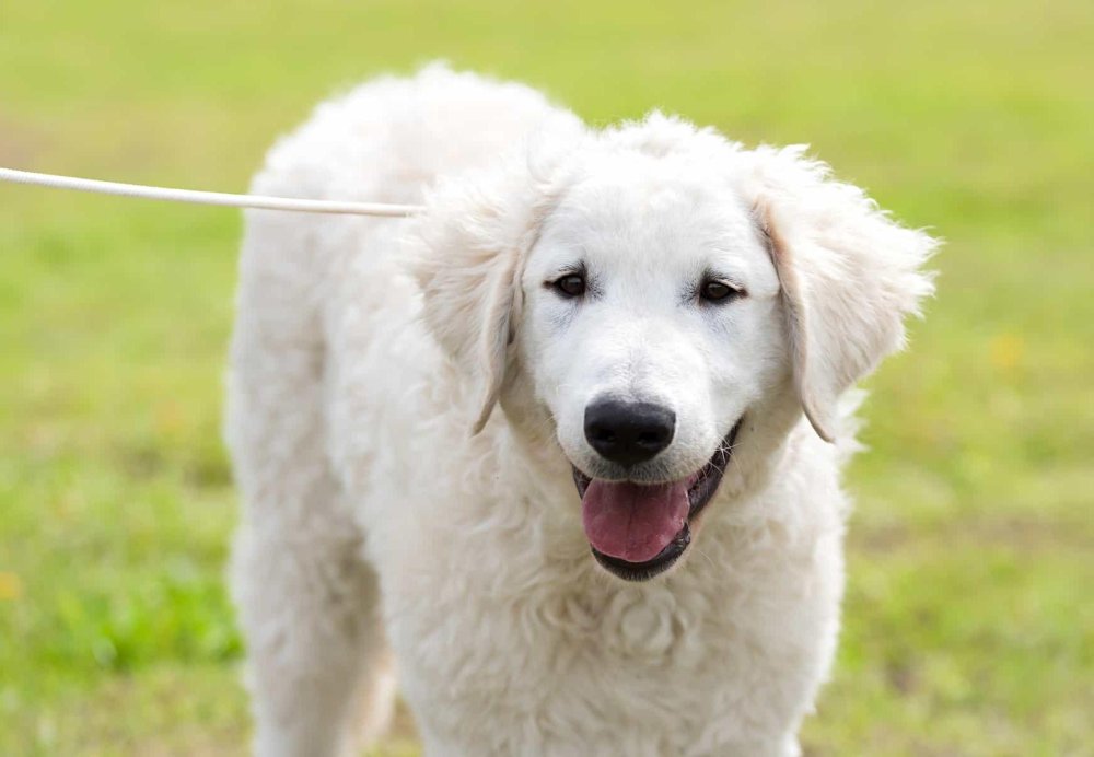 Kuvasz Dog Breed Image 4