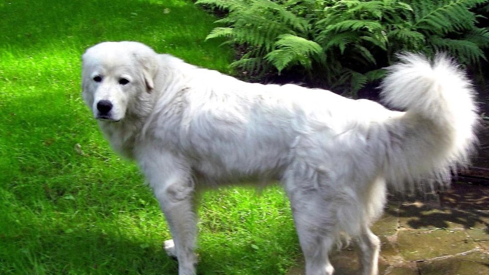 Kuvasz Dog Breed Image 6