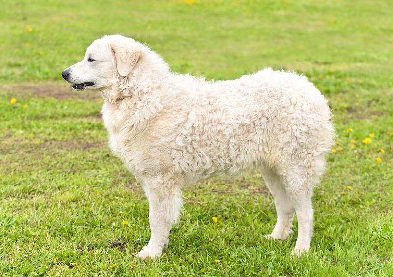 Kuvasz Dog Breed Image 8