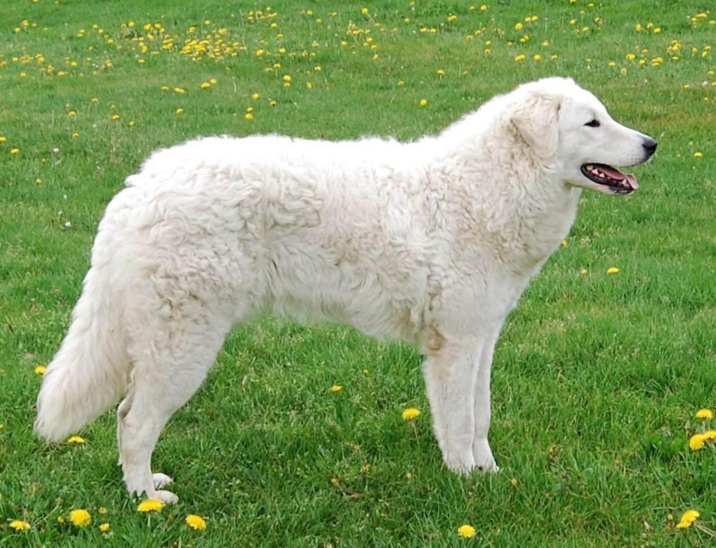 Kuvasz Dog Breed Image 9