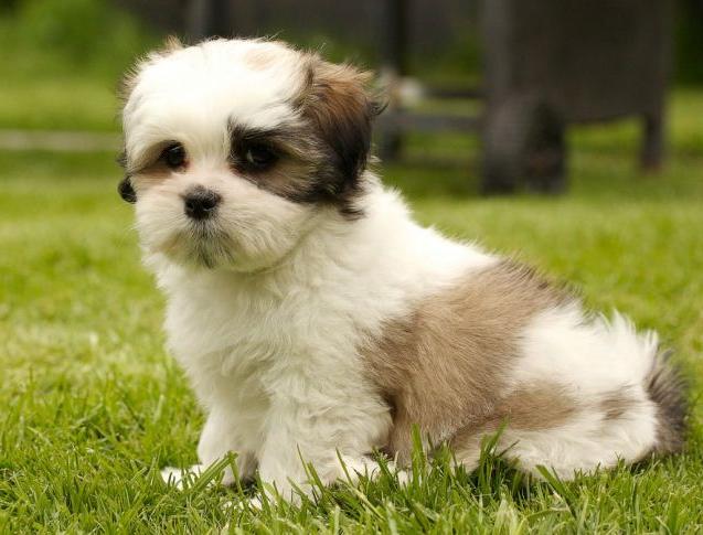 Kyi-Leo Dog Breed Image 2