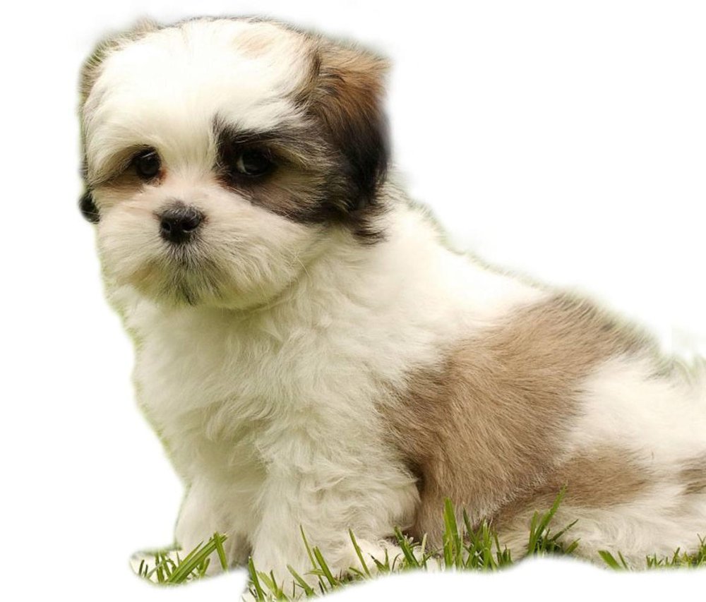 Kyi-Leo Dog Breed Image 7