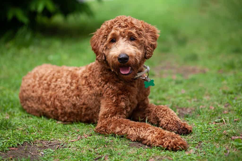 Labradoodle Dog Breed Image 1