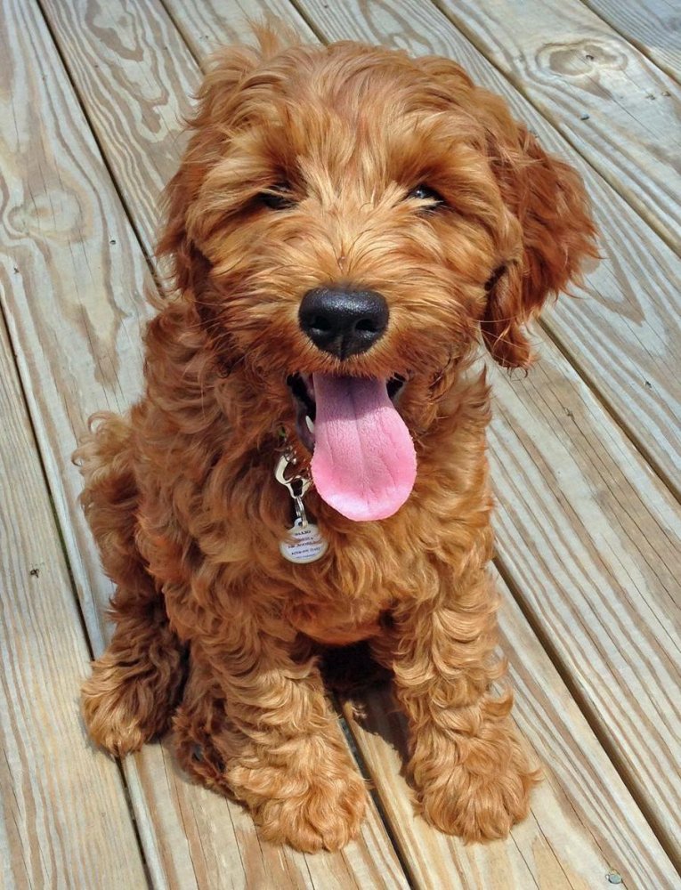 Labradoodle Dog Breed Image 11