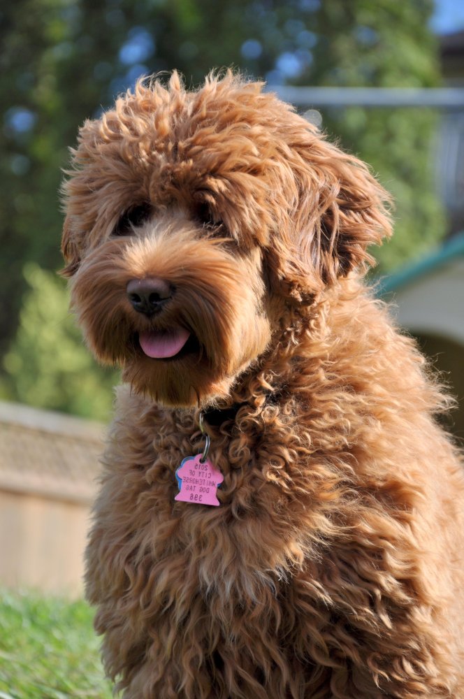 Labradoodle Dog Breed Image 16