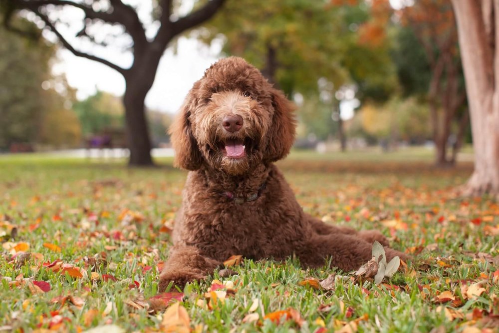 Labradoodle Dog Breed Image 3