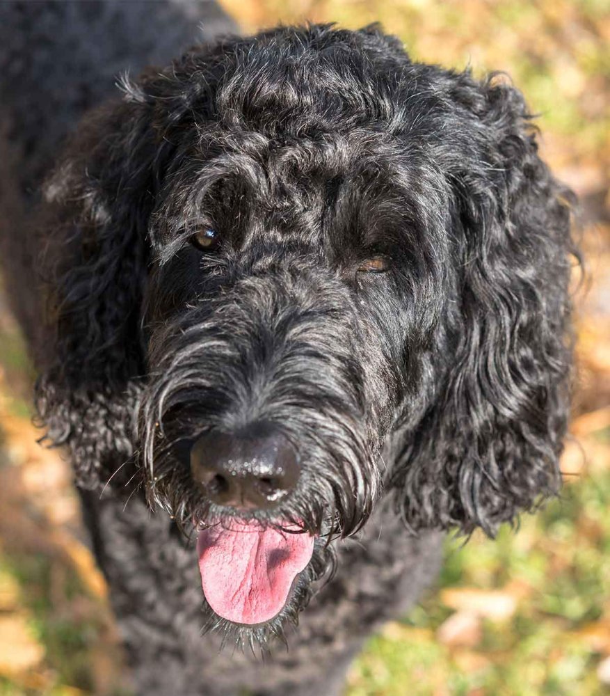 Labradoodle Dog Breed Image 4