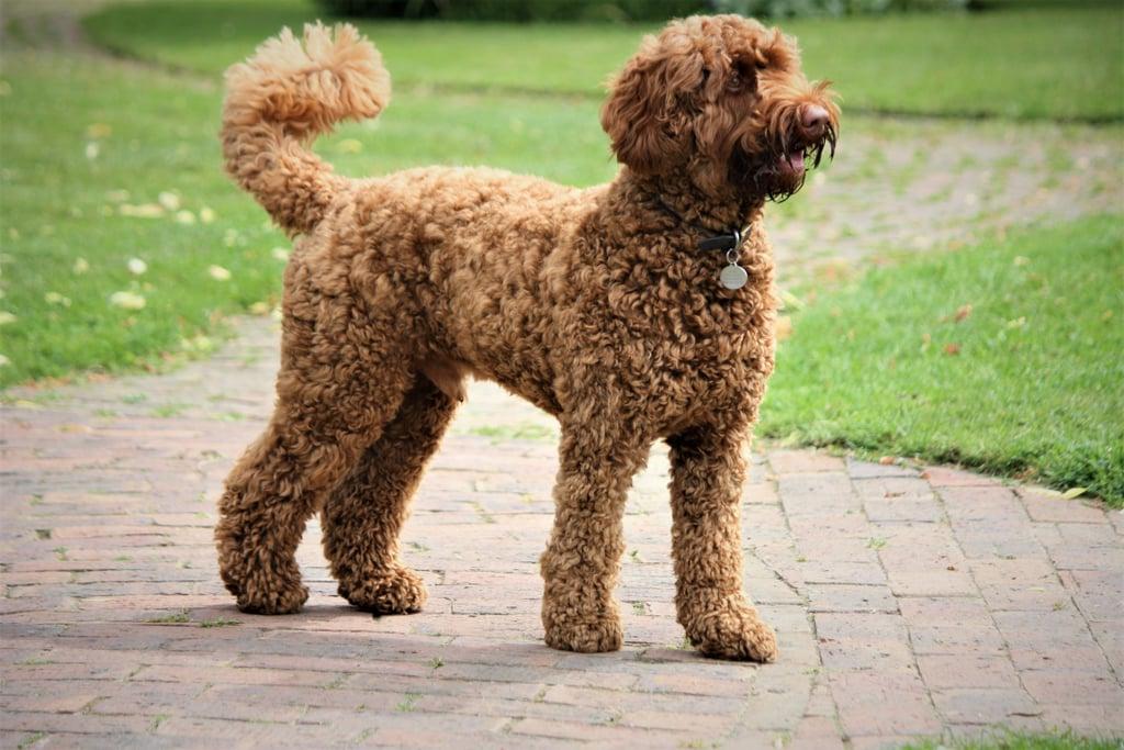 Labradoodle Dog Breed Image 6