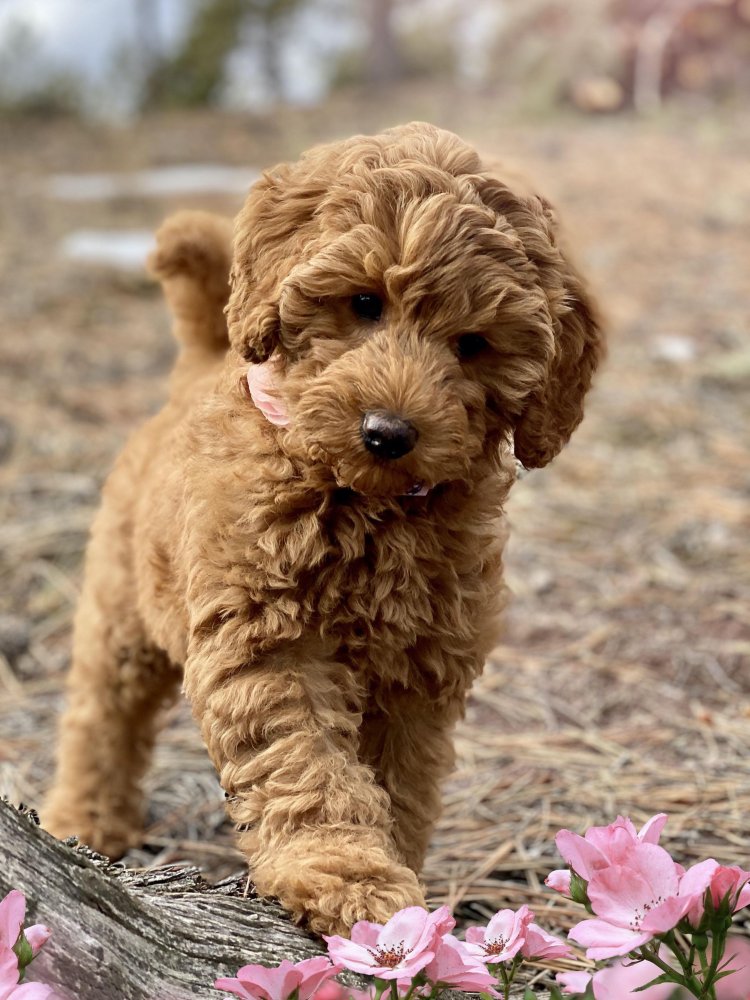 Labradoodle Dog Breed Image 7