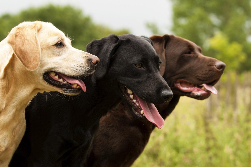 Labrador Retriever Dog Breed Image 11