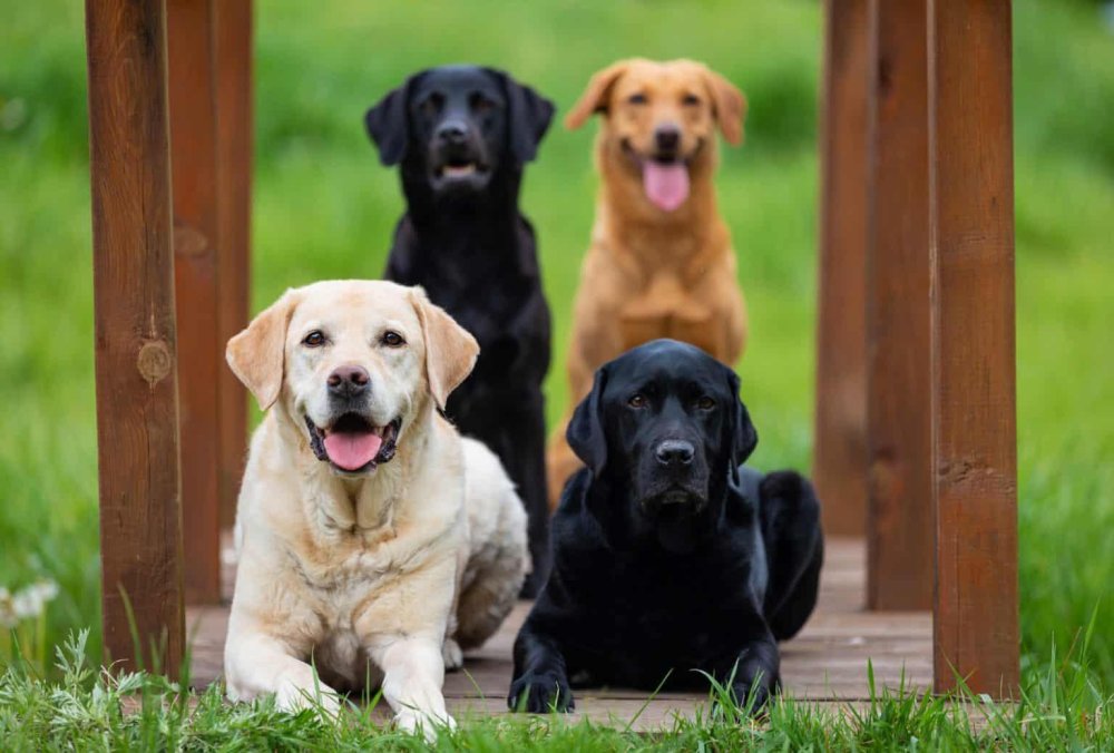 Labrador Retriever Dog Breed Image 13