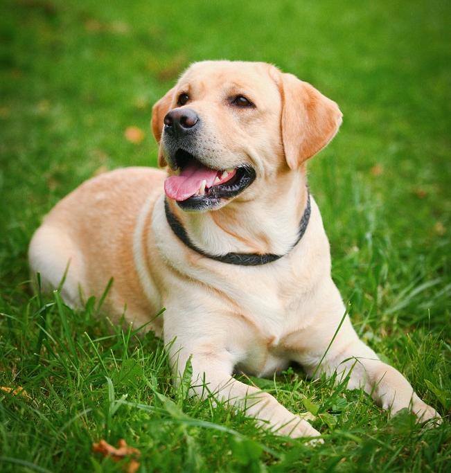 Labrador Retriever Dog Breed Image 2