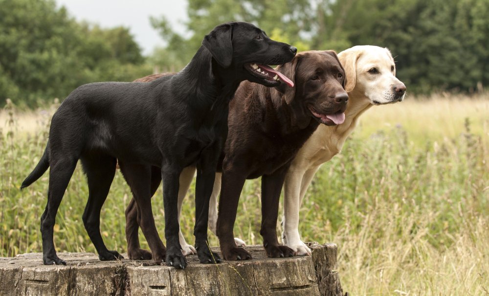 Labrador Retriever Dog Breed Image 20