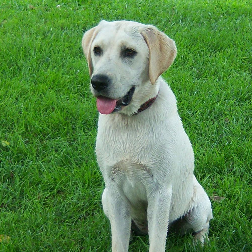 Labrador Retriever Dog Breed Image 6