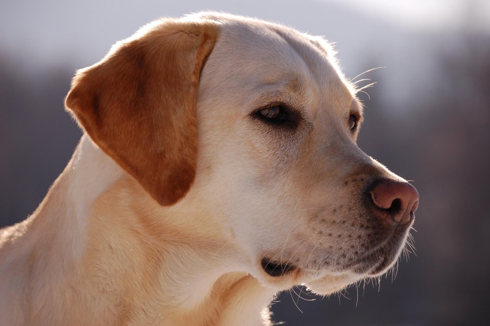 Labrador Retriever Dog Breed Image 8