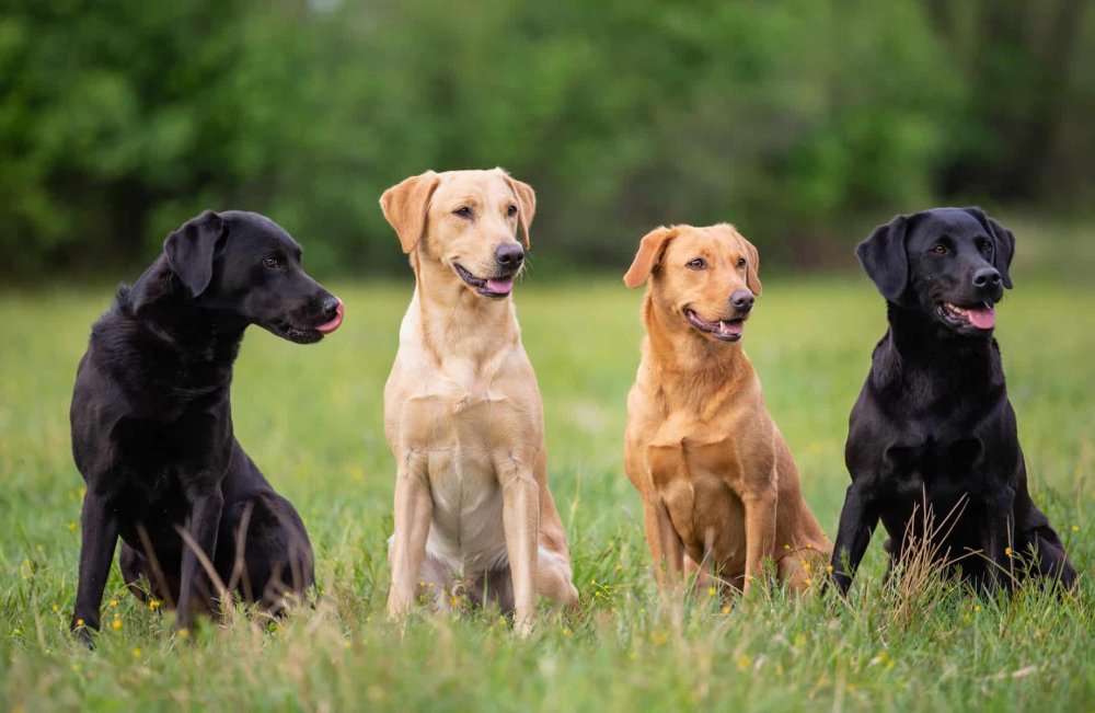 Labrador Retriever Dog Breed Image 9