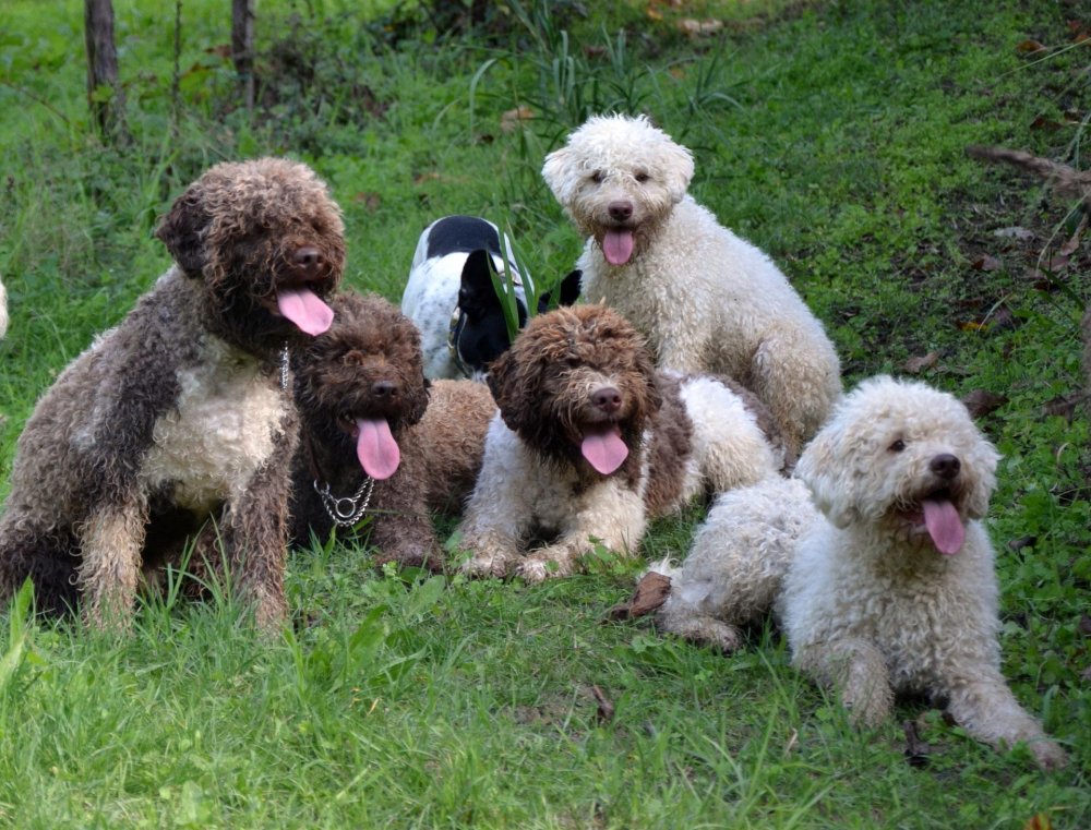 Lagotto Romagnolo Dog Breed Image 11