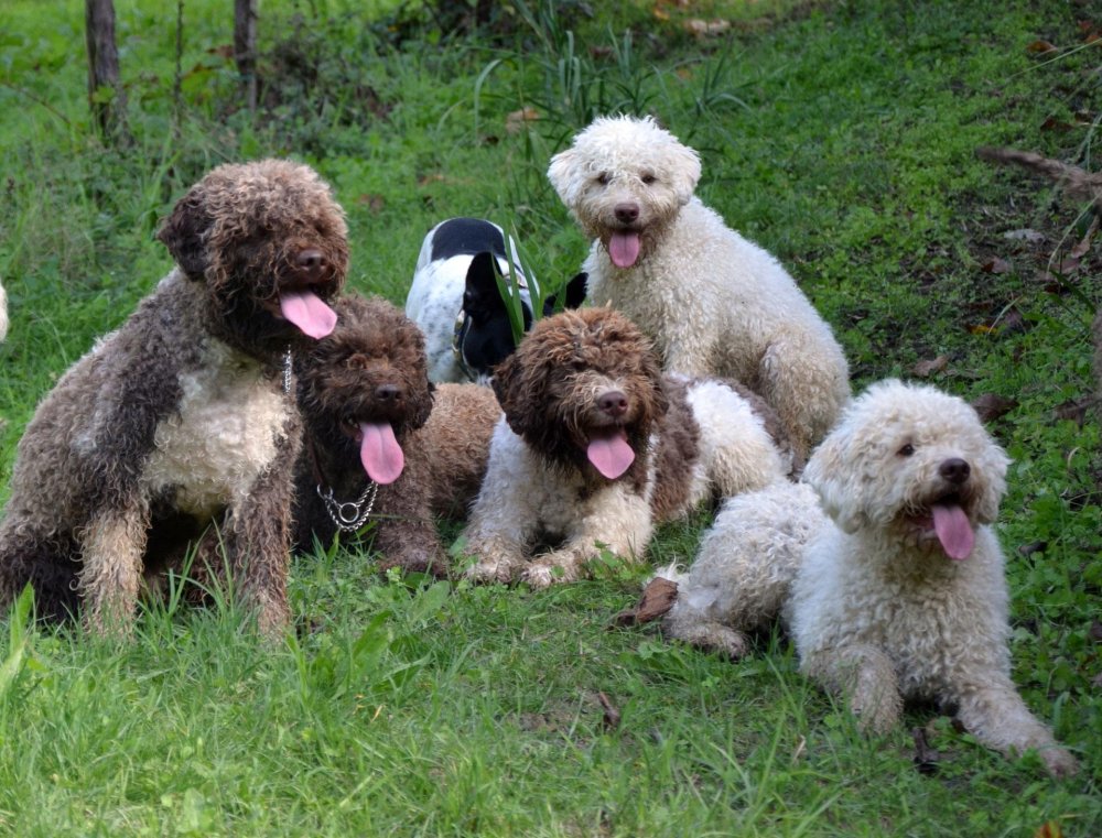 A Lagotto Romagnolo Hi-res Stock Photography And Images - Page 3