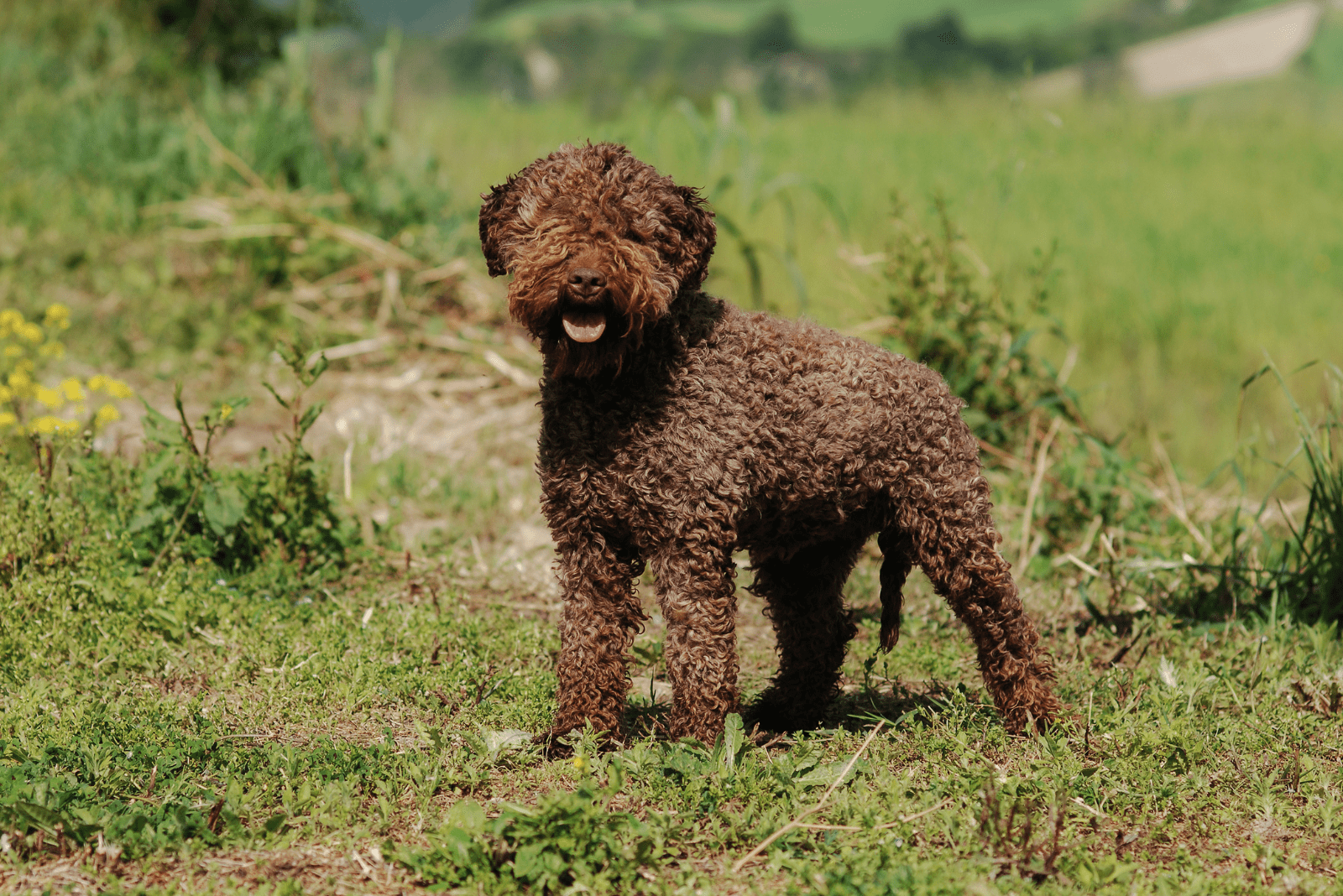 Lagotto Romagnolo Dog Breed Image 14